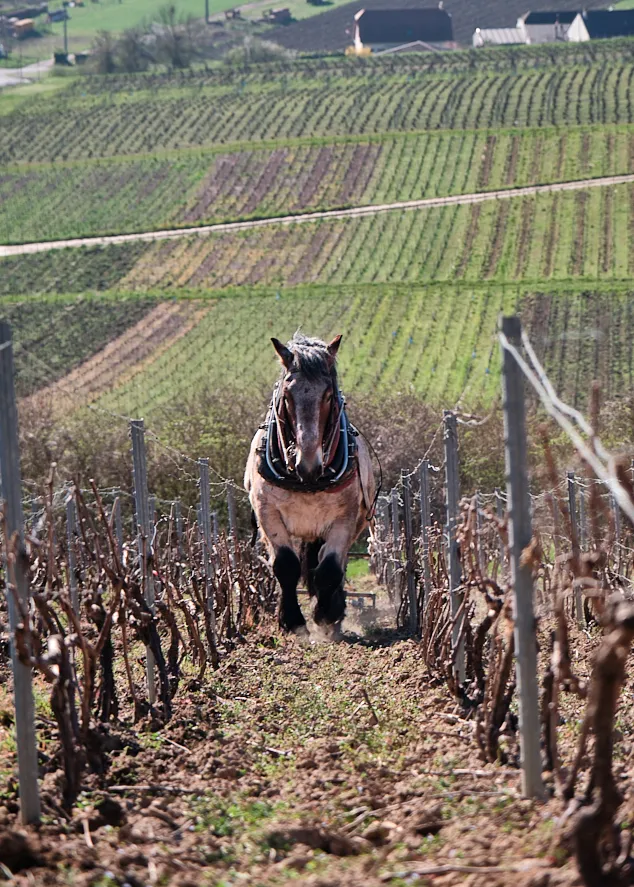 Travail manuel des vignes