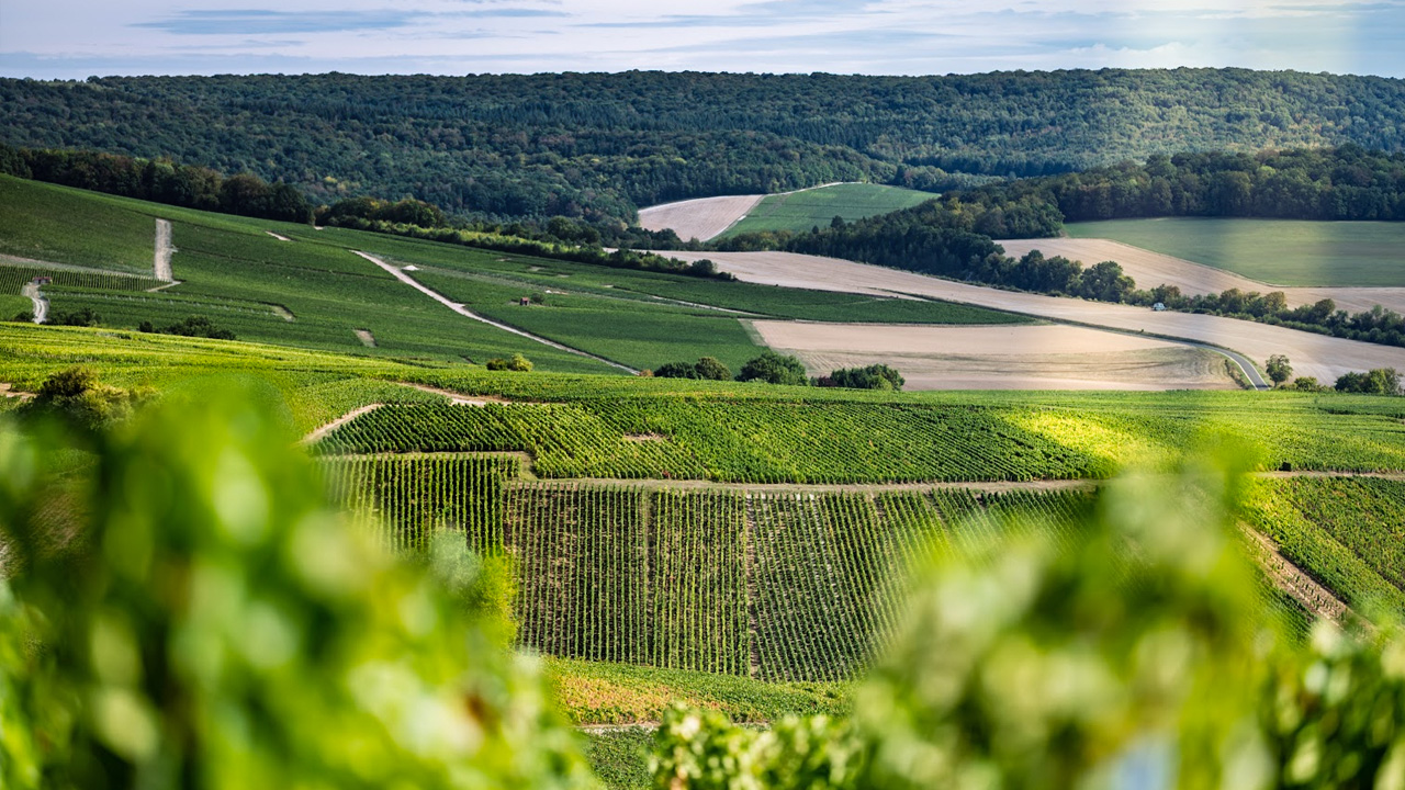 CHAMPAGNE LES MONTCHARDS